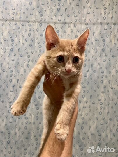 Котенок в добрые руки