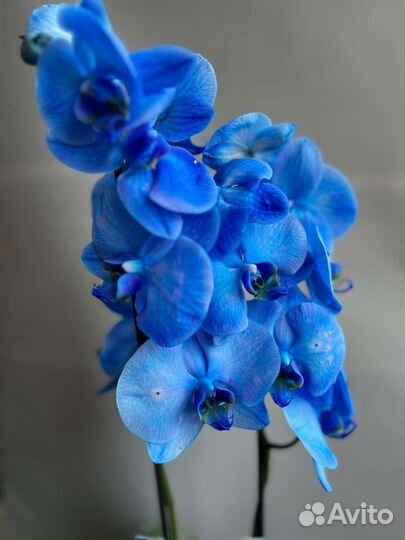 Орхидея фаленопсис