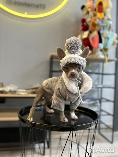 Одежда для собак