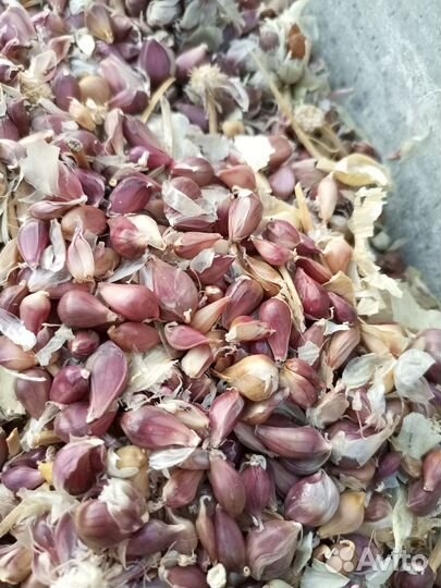 Семена чеснока бульбочки