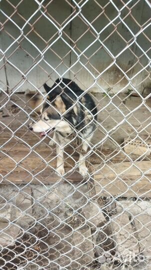 Собака в добрые руки хаски