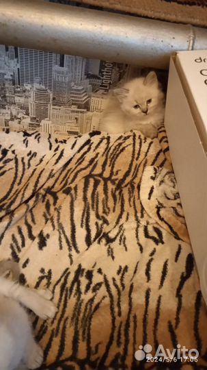 Сиамские котята бесплатно