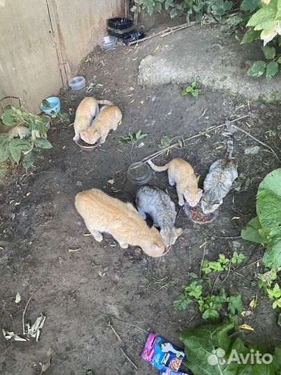 Котята погибают в гараже