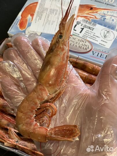 Лангустины креветки L1, L2, C1