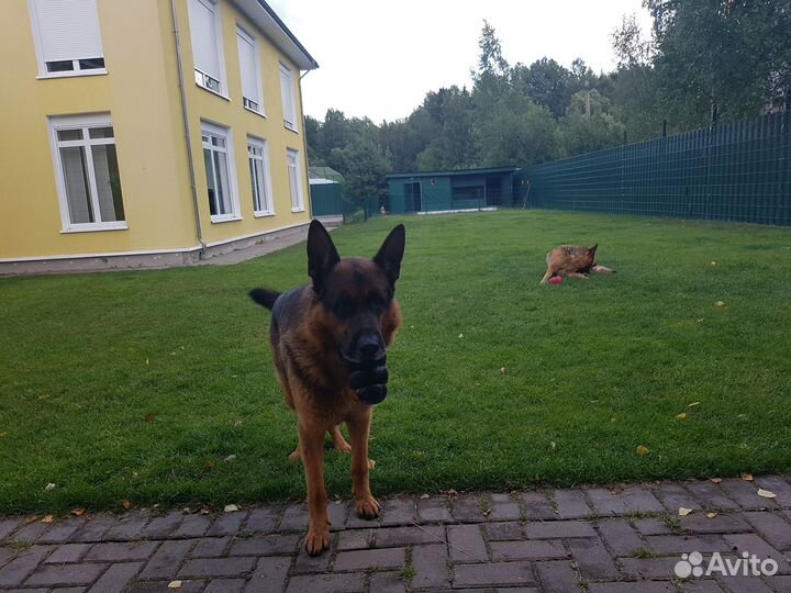 Кобель немецкой овчарки ищет невесту