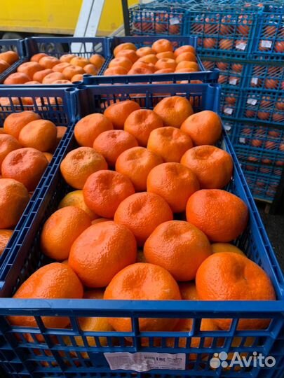 Лук фиолетовый