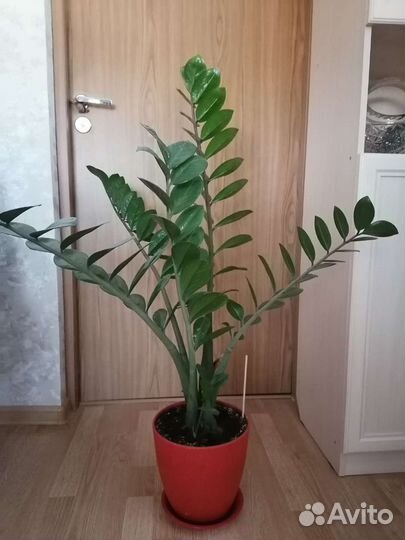 Замиокулькас, долларовое дерево