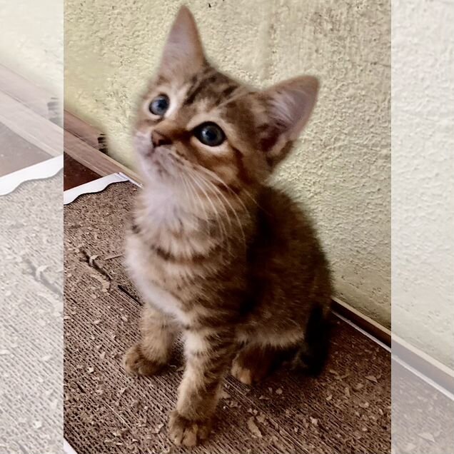 Котёнок в добрые руки