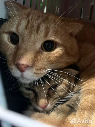 Спасенные кошки Профессора