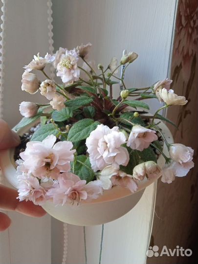 Фиалка трейлерные сорта