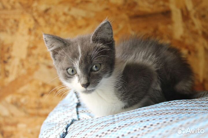 Кошка в дар бесплатно