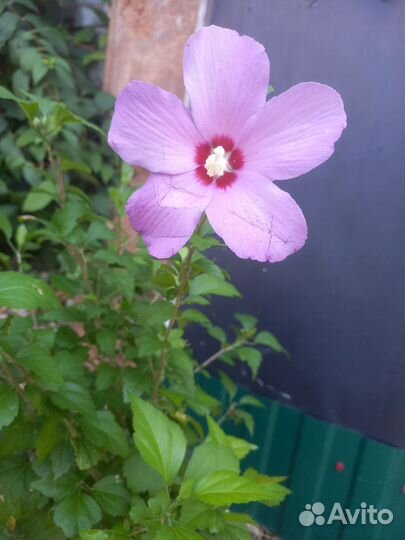 Куст Гебискуса