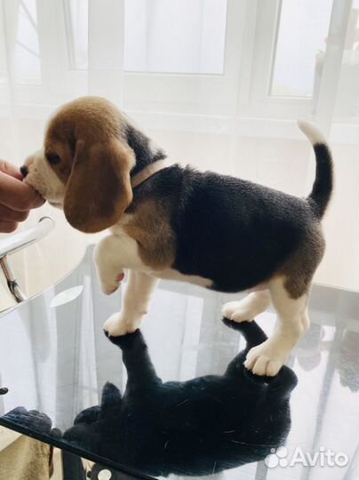 Щенки бигль