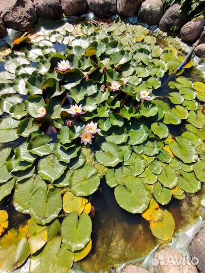 Водная лилия