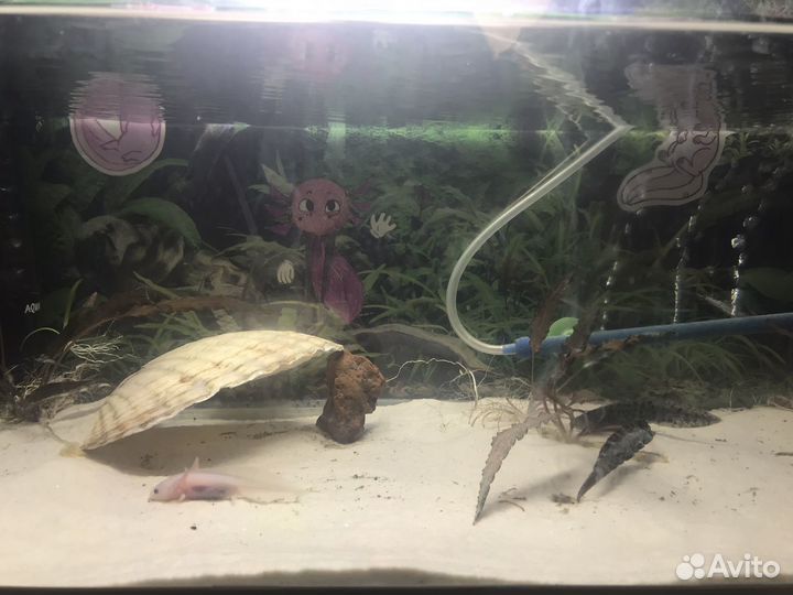 Продаю аквариум(или обмен на террариум)