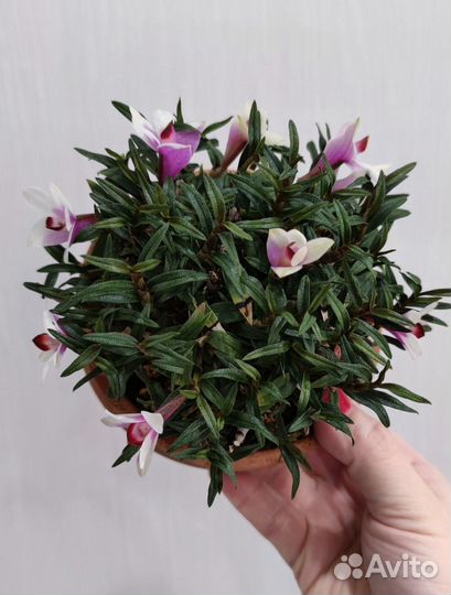 Орхидея дендробиум гибрид на cuthbertsonii