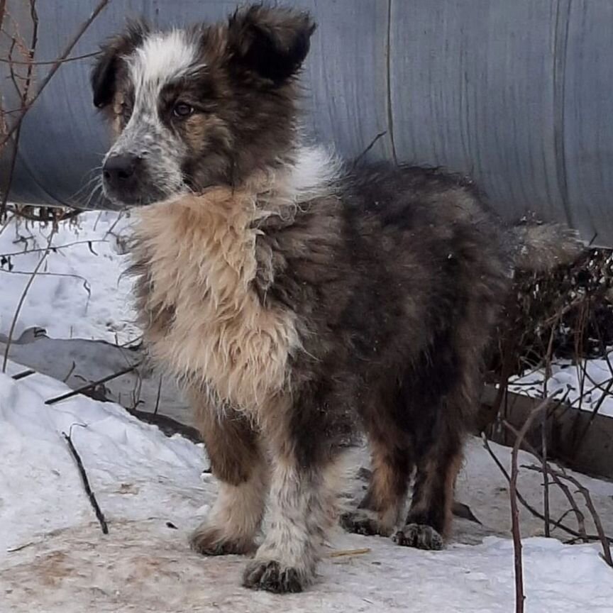 Щенок девочка ищет дом