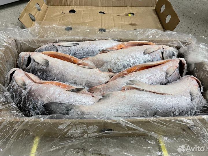 Рыба кижуч / доставка до дома