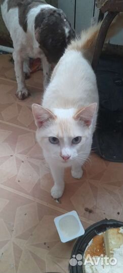 Котик-инвалид ищет дом