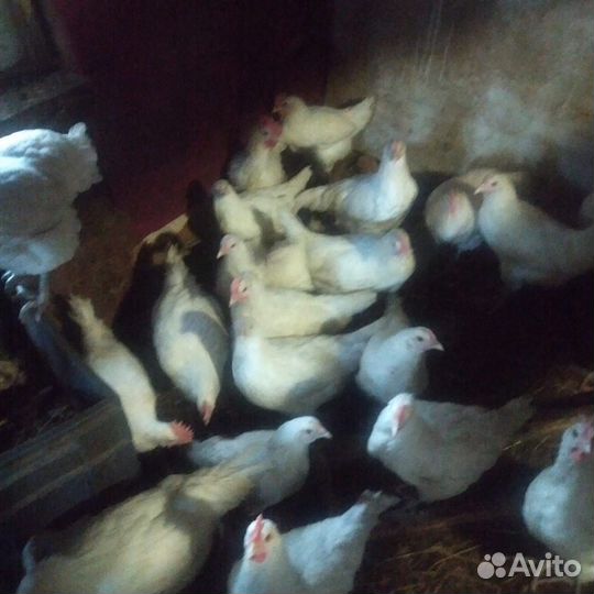 Куры молодки