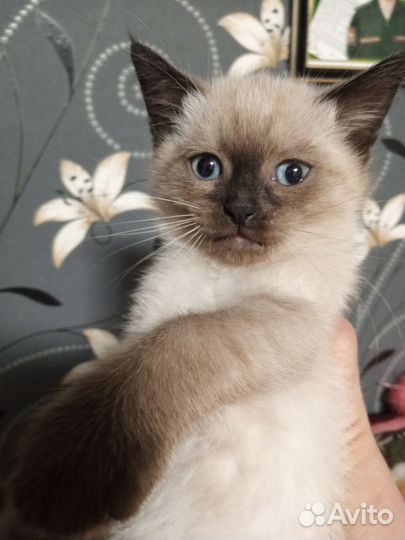 Тайский котик