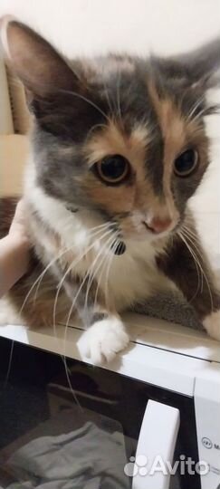 Кошка в дар бесплатно