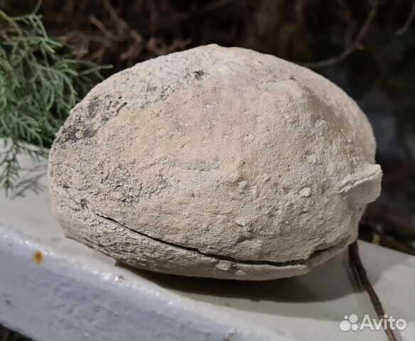 Яйцо окаменевшее