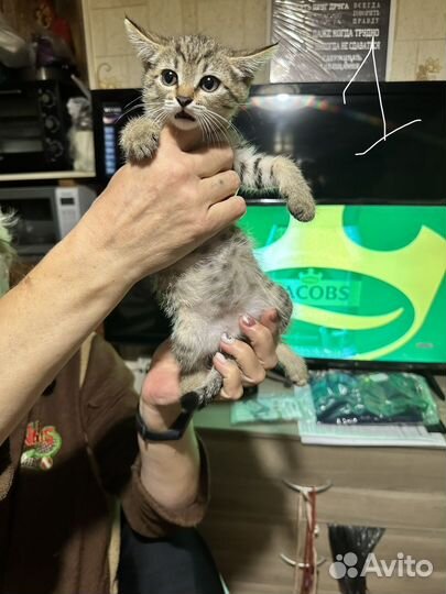 Котята девочки в добрые руки