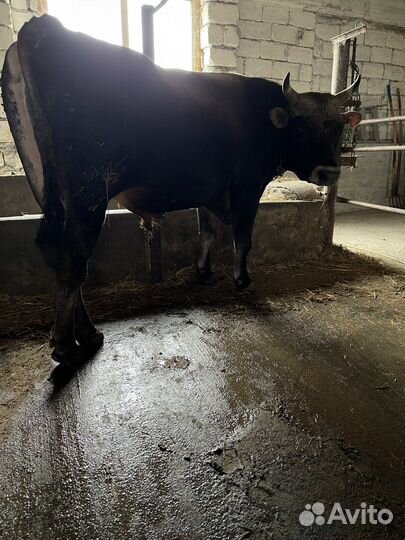 Бык на племя