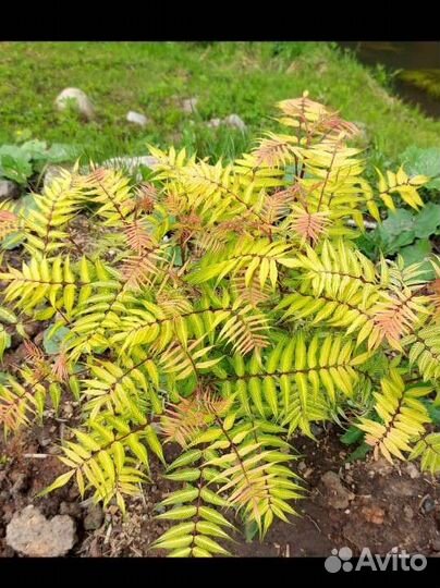 Рябинник рябинолистный)