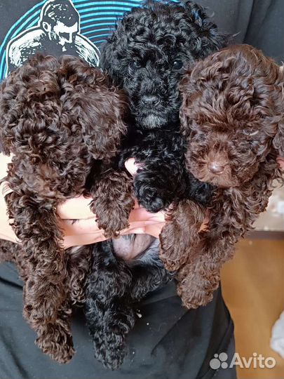 Щенки той пуделя