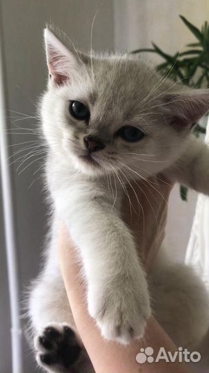 Британский кот вязка