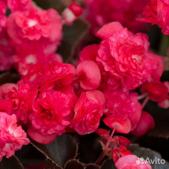 Бегония вечноцветущая махровая