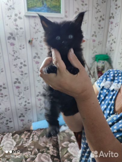 Кошки мейн-кун