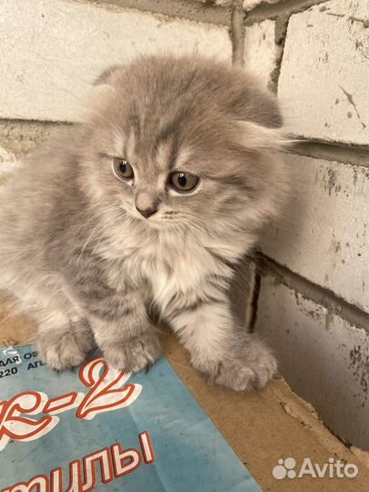 Котята бесплатно