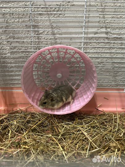 Хомяк с клеткой