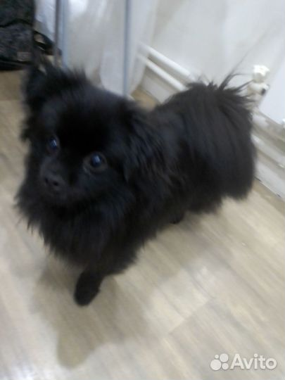 Немецкий шпиц кавалер вязка