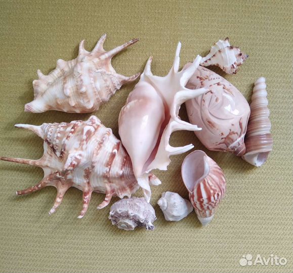 Морские ракушки реквизит для фотосессий