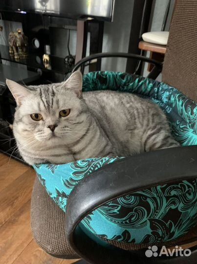 Кот Бакс шотландец вязка