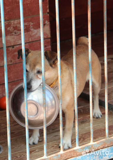 Передержка для собак и кошек. Есть места