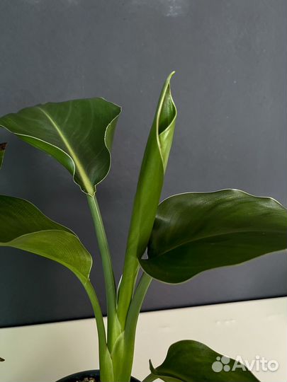 Стрелиция Регина