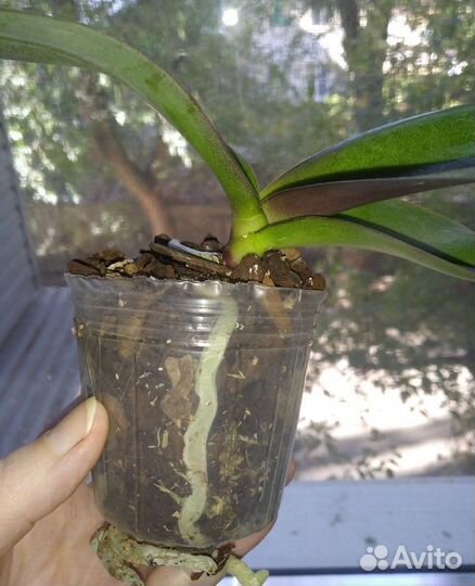 Орхидея фаленопсис