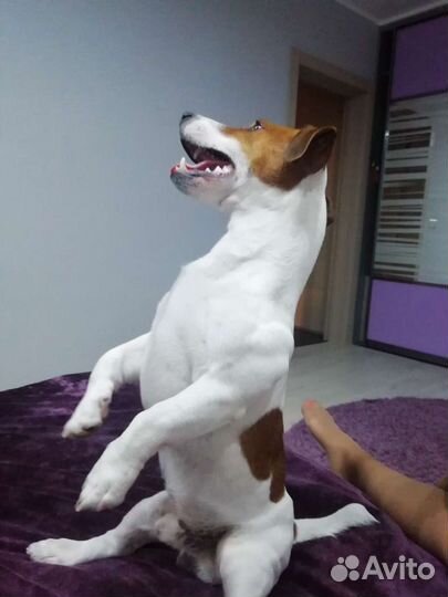 Вязка джек Рассел терьер