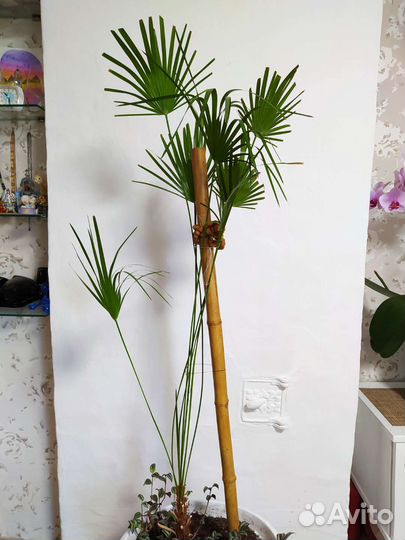 Пальма Хамеропс