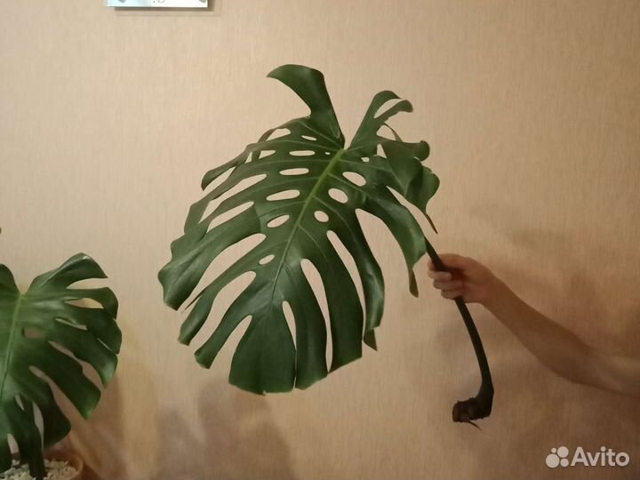 Монстера деликатесная