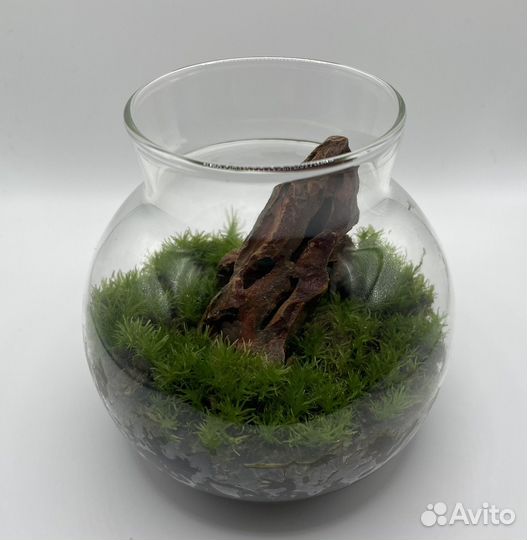 Флорариум моссариум