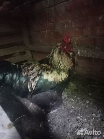 Петух годовалый