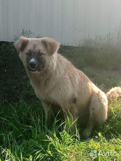 Фокс Малдер-истина где-то рядом