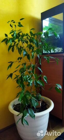 Фикус бенджамина большой