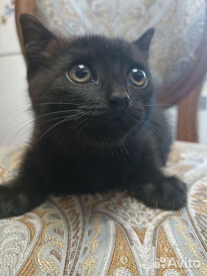 Чёрный кот